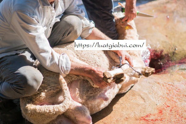 Hướng Dẫn Thủ Tục, Hồ Sơ, Quy Trình Thành Lập Công Ty Giết Mổ Gia Súc