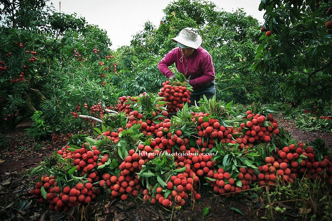 Hướng Dẫn Thủ Tục, Hồ Sơ, Quy Trình Thành Lập Công Ty Xuất Khẩu Nông Sản